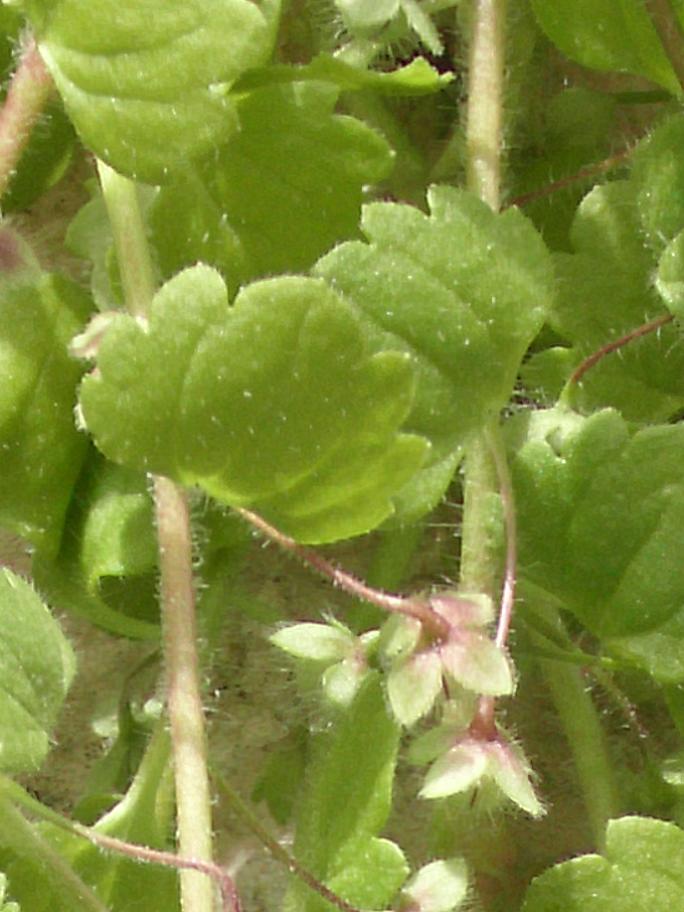 Veronica cymbalaria